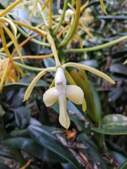 Epidendrum leucochilum