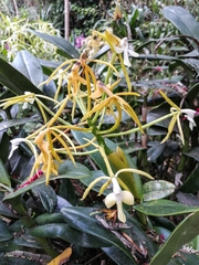 Epidendrum leucochilum