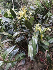 Epidendrum leucochilum