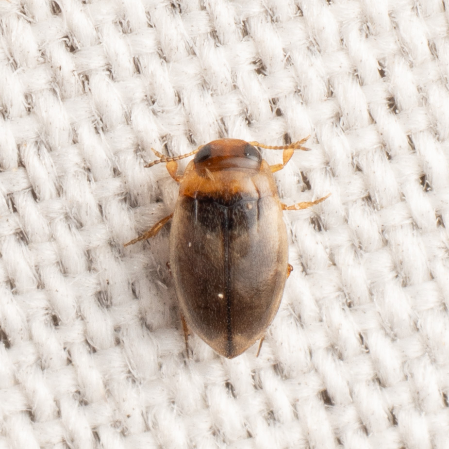 Uvarus lacustris