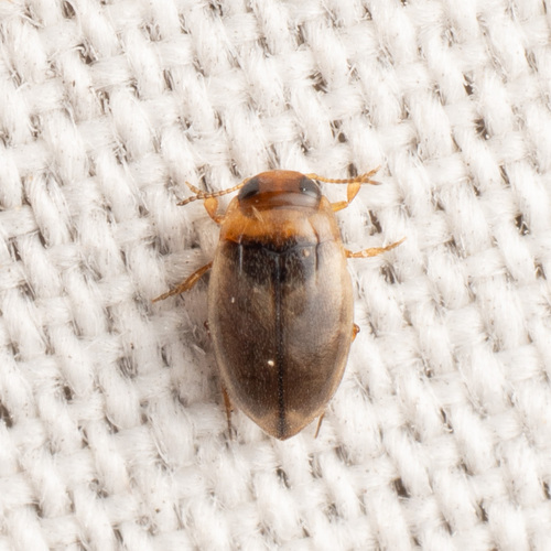 Uvarus lacustris