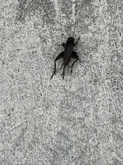 Gryllus texensis
