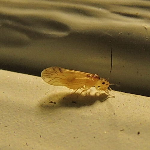 yellow barklouse, photo 6 of 9