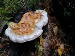 Fomitopsis pinicola