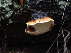 Fomitopsis pinicola
