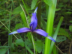 Iris graminea