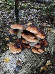 Fomitopsis pinicola