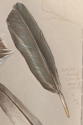 Plume de Ibis falcinelle