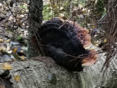 Fomitopsis pinicola