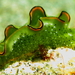 Ornate Sap-sucking Slug - Photo (c) Steve Childs, some rights reserved (CC BY)
