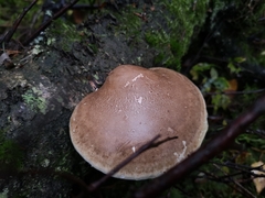 Fomitopsis betulina