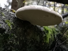 Fomitopsis betulina