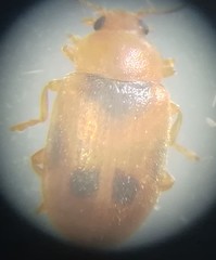 Coccidula scutellata