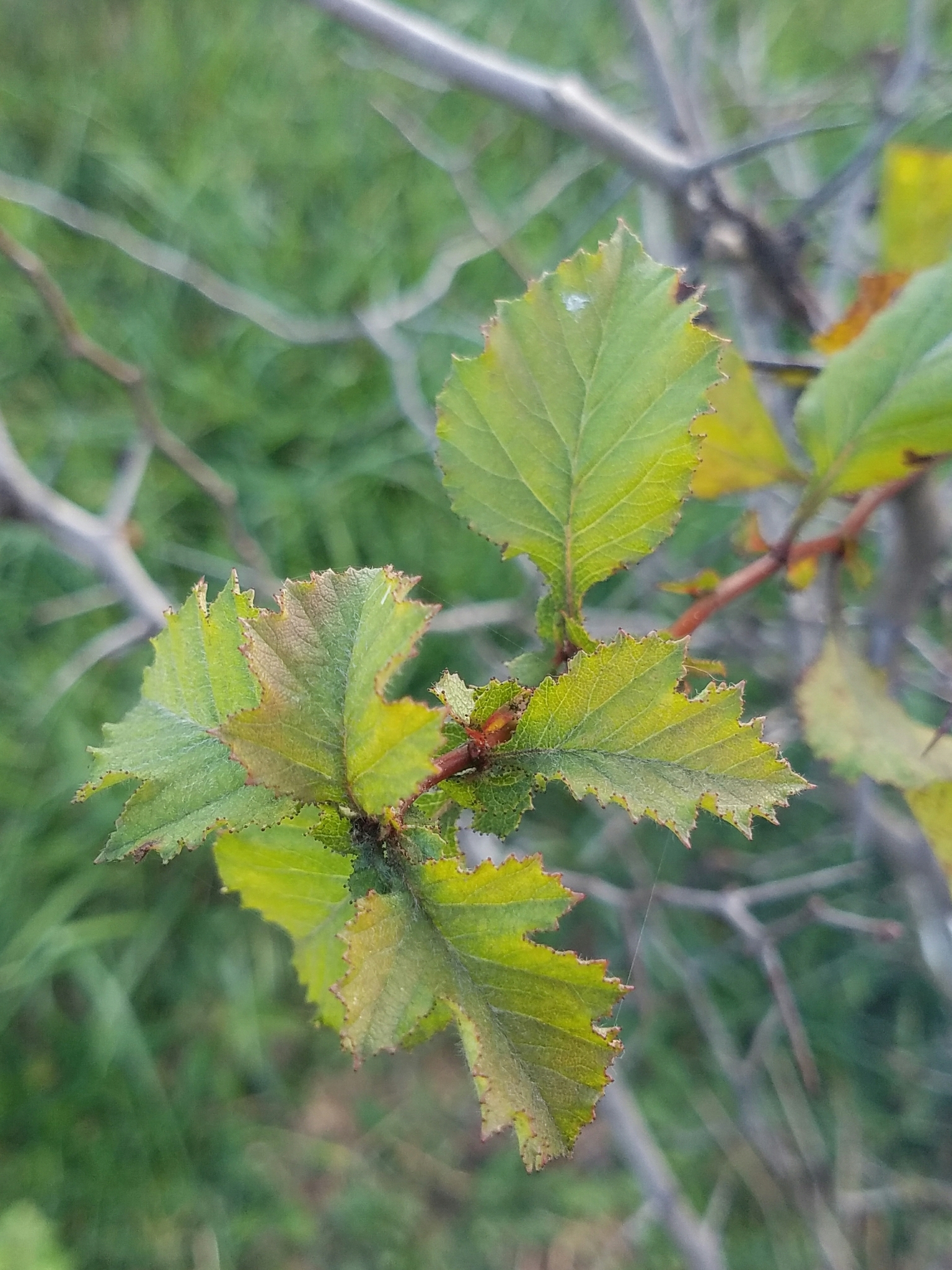 Crataegus flava