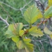 Yellowleaf Hawthorn - Photo (c) Michael Skvarla, some rights reserved (CC BY-NC-SA), uploaded by Michael Skvarla