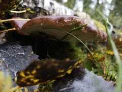 Fomitopsis betulina
