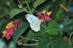 Pieris rapae