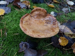Paxillus involutus