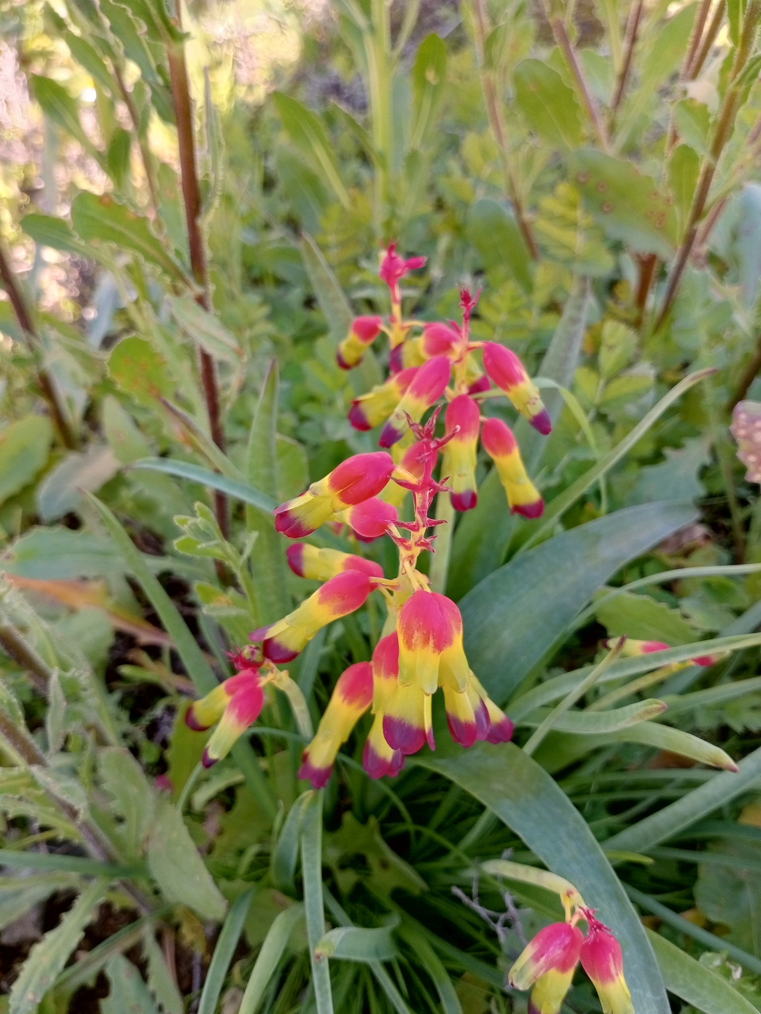 Fourtone Viooltjie (Lachenalia quadricolor) · iNaturalist