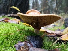 Paxillus involutus