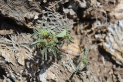 Euphorbia cuphosperma