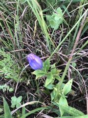 Gentiana catesbaei