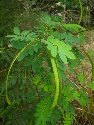 Rainforest Cassia (Senna acclinis)