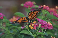 Danaus plexippus