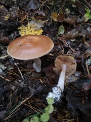 Fungi