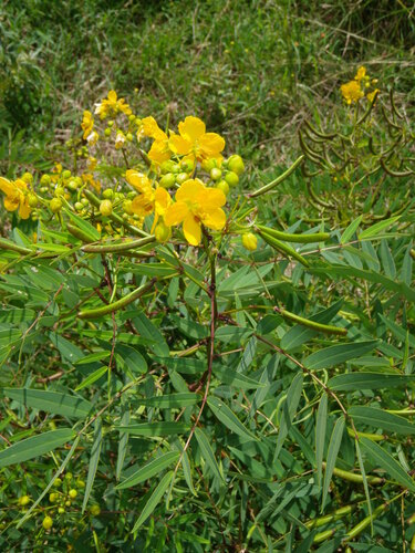 Senna barclayana, photograph 1