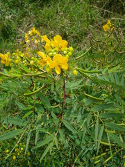 Senna barclayana