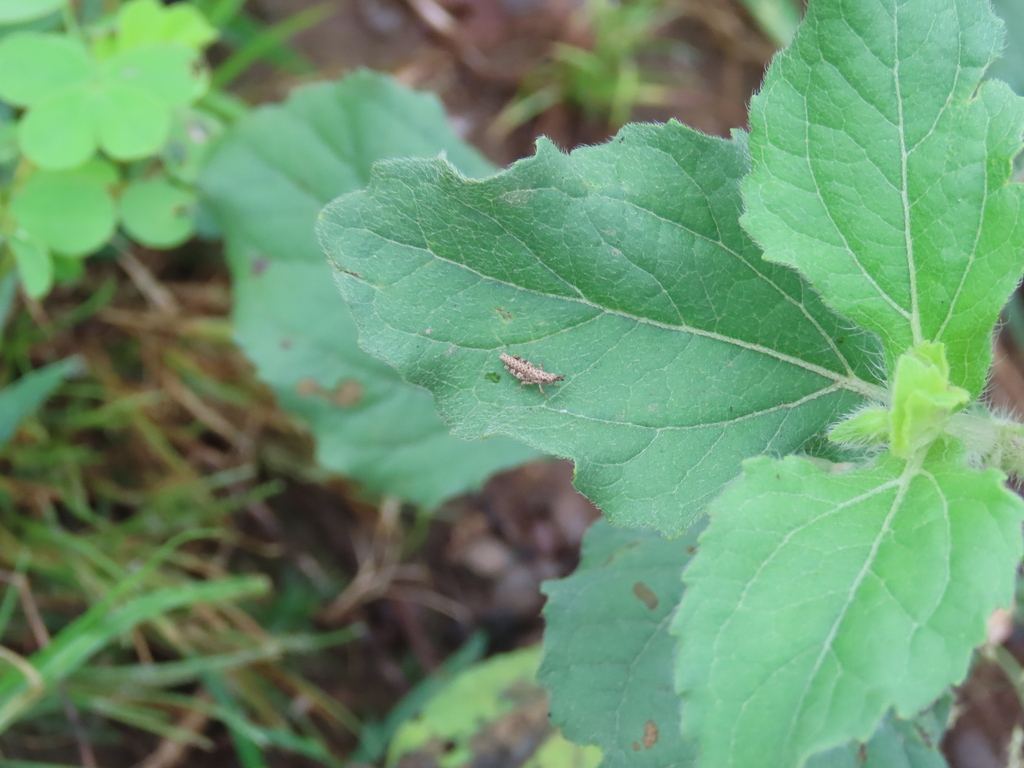 Pyrgomorpha from Warkhed,Bhadgaon-Kasoda Rd., Maharashtra 424105, India ...