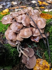 Fungi