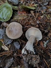 Fungi