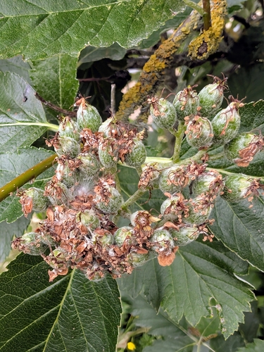 Vosges Whitebeam (Hedlundia mougeotii)