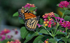 Danaus plexippus