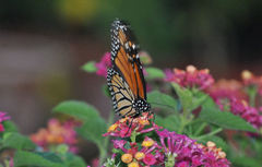 Danaus plexippus