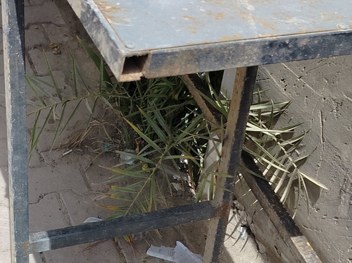 Date Palm