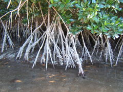 Crassostrea rhizophorae