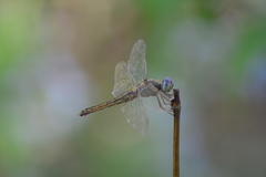 Crocothemis servilia