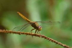 Crocothemis servilia