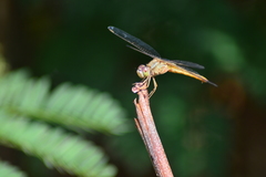 Crocothemis servilia