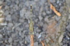 Diplacodes trivialis