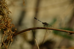 Orthetrum sabina