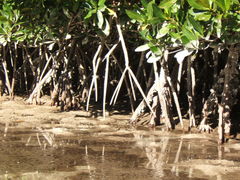 Crassostrea rhizophorae