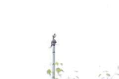 Mimus parvulus parvulus