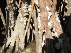 Crassostrea rhizophorae