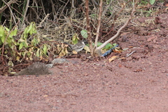 Mimus parvulus parvulus