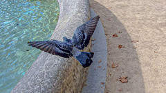 Columba livia domestica