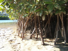 Crassostrea rhizophorae